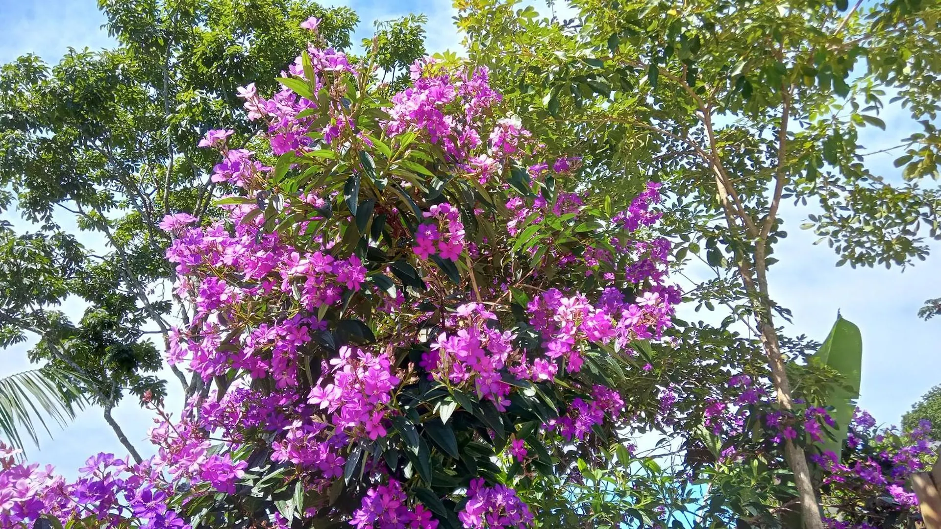 Pousada Hang Conectada Com A Natureza Florianópolis 0*,